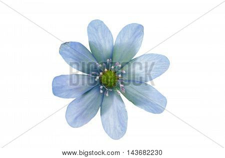 Hepatica nobilis wildflower on a white background