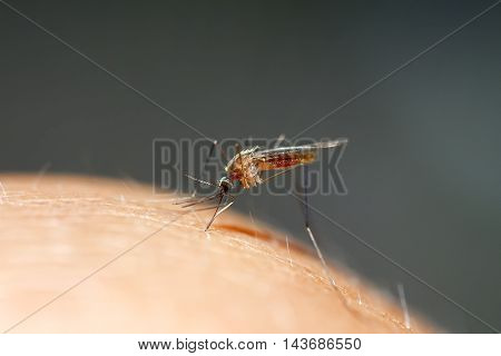 nasty insect mosquito drinks the blood of the person causing itching