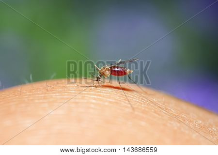 nasty insect mosquito drinks the blood of the person causing itching