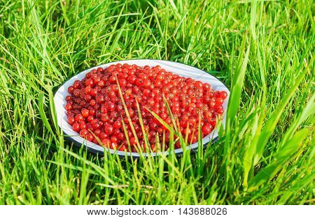 ripe red currant berries in a deep plate on dreen grass outdoor closeup