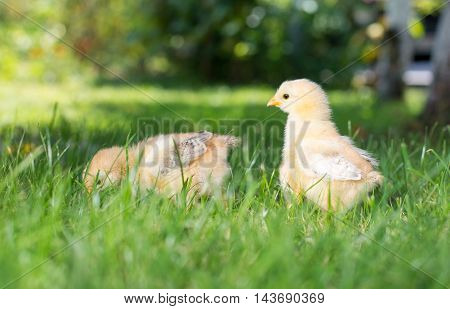 Baby Chickens Walking On Grass