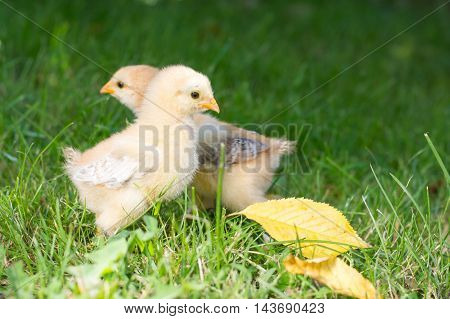 Baby chickens walking on green grass in garden