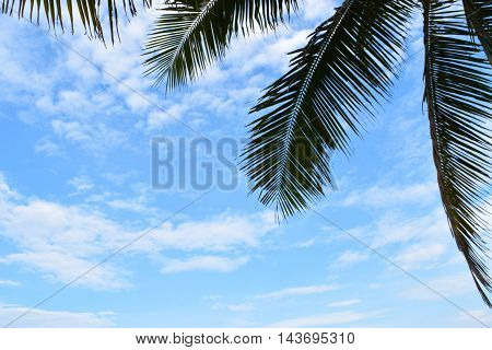 coconuts blue sky at vietnum beach danang