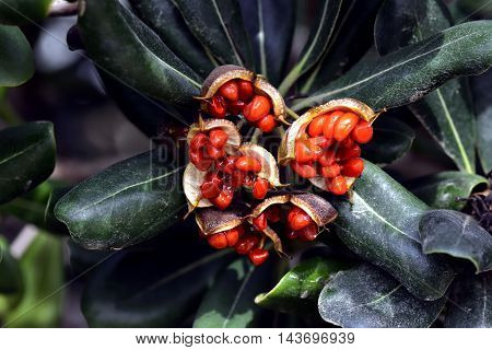 A group of open red seeds over a follage background.