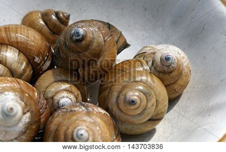 A bowl contains the shells of Chinese mystery snails (Bellamya chinensis) found along the shore of a small lake in Joliet, Illinois.