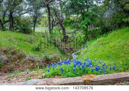Small Creek with the Famous Texas Bluebonnet (Lupinus texensis) Wildflowers.