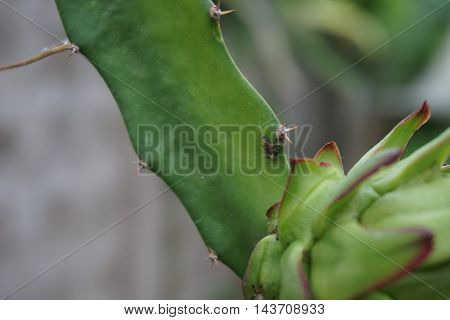 green dargon fruit at the dragon tree plantation