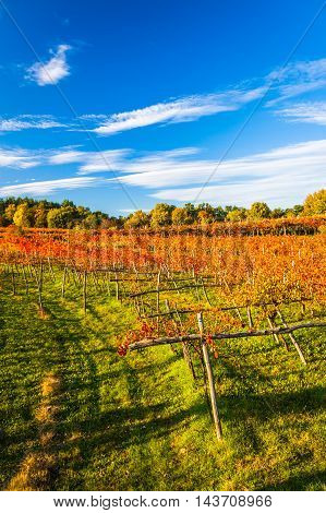 Beauty of vineyards in autumnal colors ready for harvest and production of wine