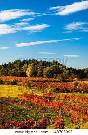 Beauty of vineyards in autumnal colors ready for harvest and production of wine