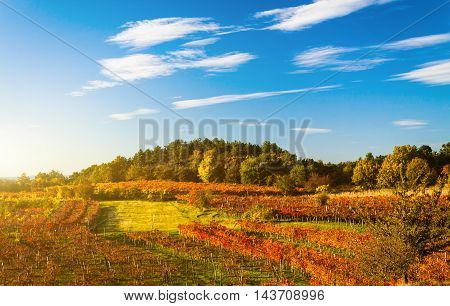 Beauty of vineyards in autumnal colors ready for harvest and production of wine