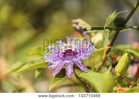 Purple passion flower Passiflora caerulea on a vine in a garden in summer