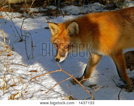 Red Fox 8