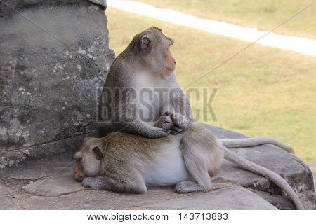 Two crab-eating macaque (Macaca fascicularis) on the steps of Angkor Wat, Cambodia