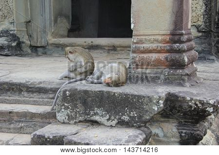 Two Crab-eating (Macaca fascicularis) sit on a step of Angkor Wat, Cambodia