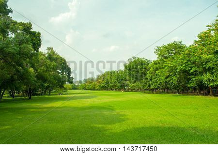 green grass , tree in the patk