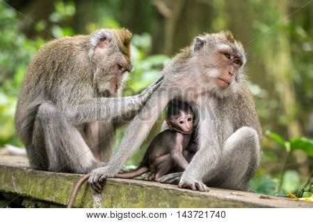 Rhesus macaque monkeys family in Ubud monkey forest, Bali, Indonesia