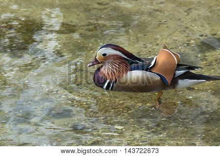 Closeup Mandarin duck (Aix galericulata) swimming in a pond.