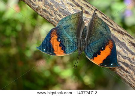 Kallima inachus with wings spread open, also known as orange oakleaf or dead leaf