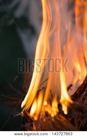 Bonfire, Burning branches, macor fire and smoke
