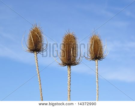 Tři Teasels
