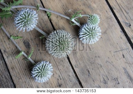 Dry flower echinops on a wooden board