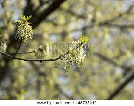 Flowered tree the Fraxinus. New flowered trees in the park in spring.