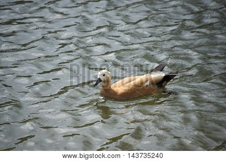 Birds in wildlife. View of a duck bird in park. beautiful mallard duck in the water.