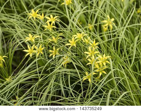 Flowers in the grass. Yellow flowers. Flower the Gagea in the grass.