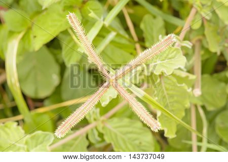 Poaceae