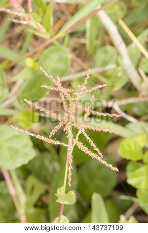 Poaceae