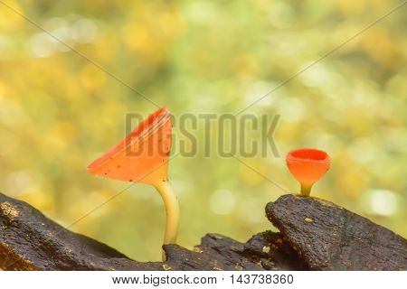 Cookeina Sulcipes