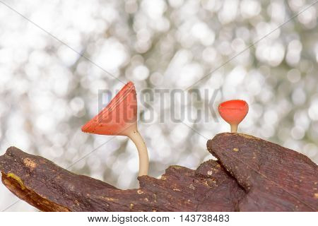 Cookeina Sulcipes