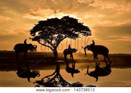 Thailand's Elephants are brought to work in the morning.