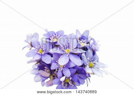 Hepatica nobilis flower on a white background