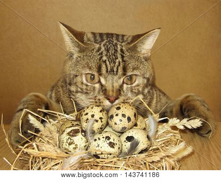 A cat found a nest of eggs. It's lucky.