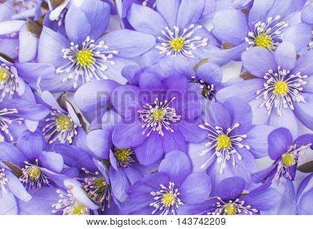 Hepatica nobilis flower on a white background