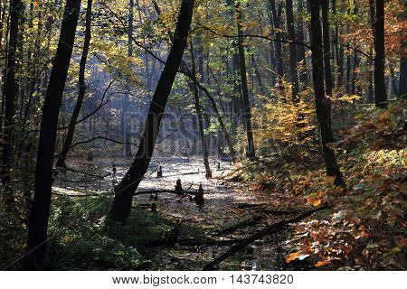 Small Autumn Brooklet