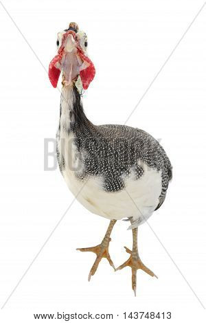 Guinea fowls (Numida meleagris) isolated on a white background in studio.