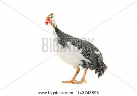Guinea fowls (Numida meleagris) isolated on a white background in studio.