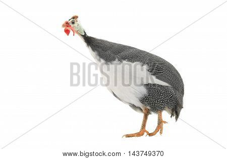 Guinea fowls (Numida meleagris) isolated on a white background in studio.