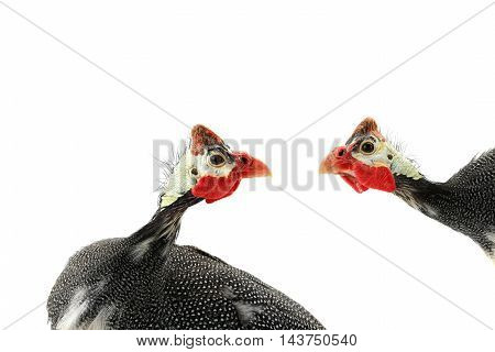 portrait Guinea fowls (Numida meleagris) isolated on a white background in studio.