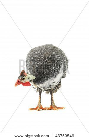 Guinea fowls (Numida meleagris) isolated on a white background in studio.