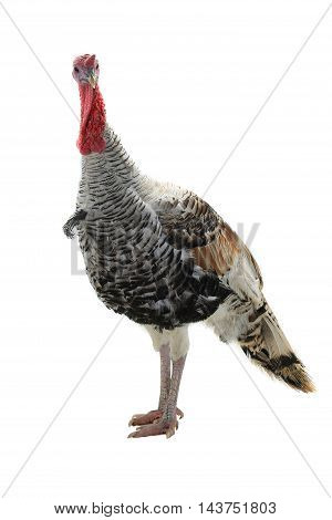 silvery turkey-cock on a white background, studio shot