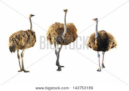 Three a Emus isolated on white background.