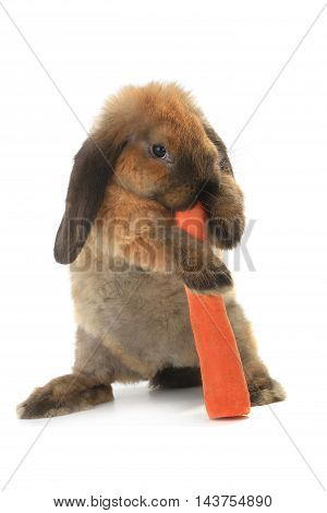 rabbit with a uvula and carrots on a white background