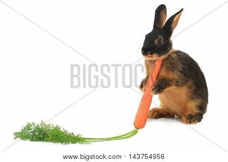 rabbit with a uvula and carrots on a white background