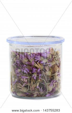 Immortelle (Xeranthemum annuum) on a white background