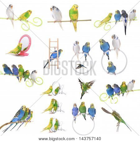 collage budgerigars, isolated on white, studio shot