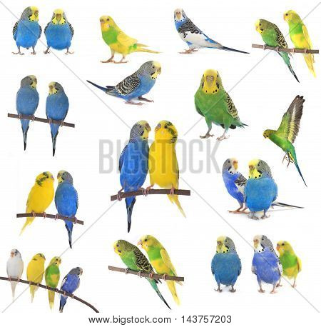 the collage budgerigars isolated on white background