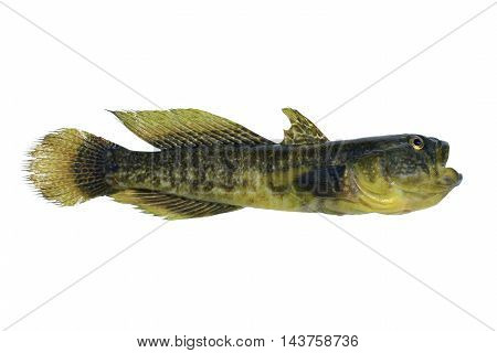 The a Bull-calf round timber (Neogobius melanostomus)